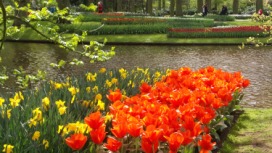 2014-04-17 Holland Tulips 45.jpg